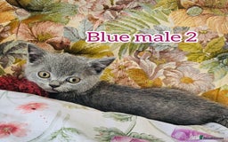 British Shorthair cats for sale: British shorthair kittens for sale - Image 2
