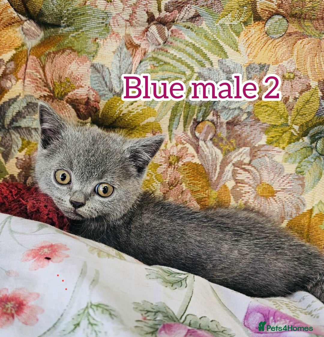 British Shorthair cats for sale: British shorthair kittens for sale - Image 2