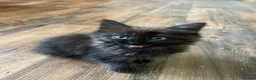 Mixed Breed cats for sale: Adorable kittens  - Advert 6
