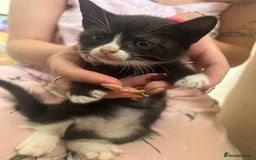 Mixed Breed cats for sale: Beautiful loving kittens - Image 7