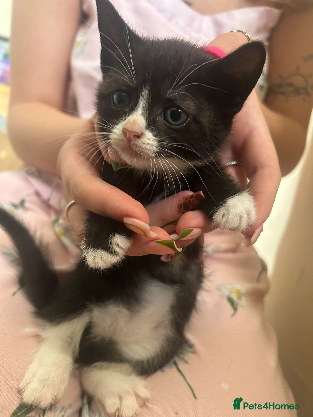 Mixed Breed cats for sale: Beautiful loving kittens - Image 7