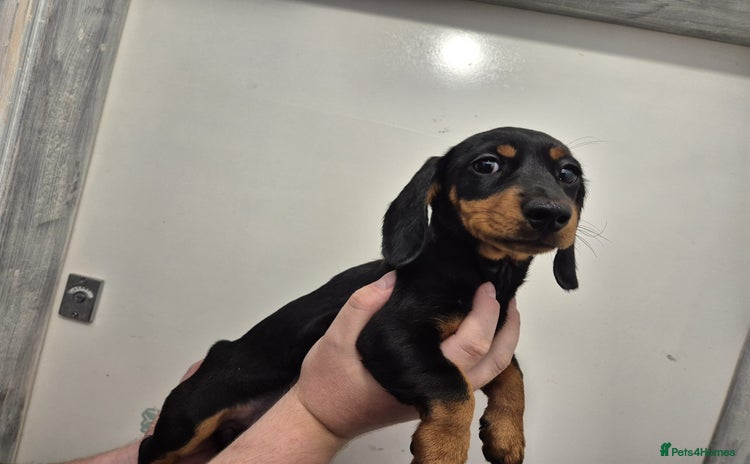 Miniature Dachshund dogs in Y Felinheli - Advert 13