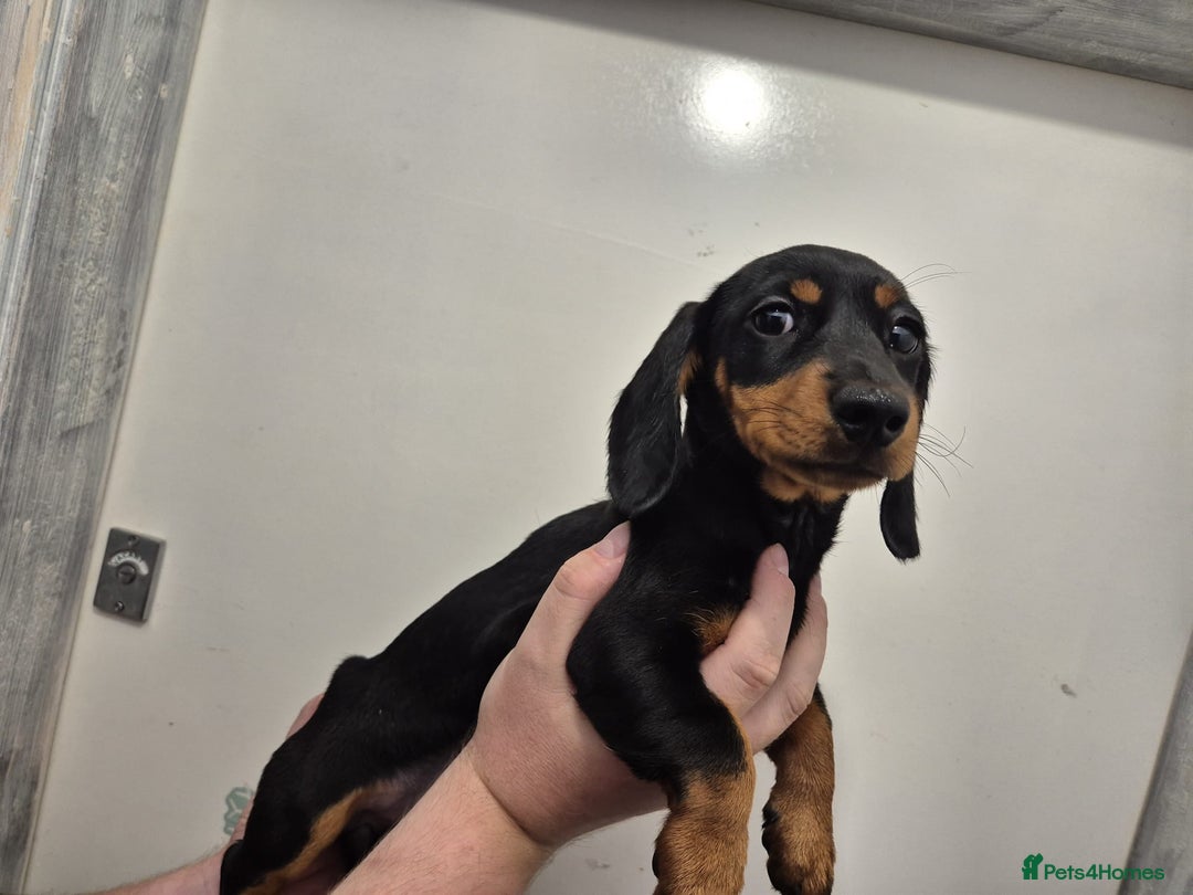 Miniature Dachshund dogs for sale: Miniature dashound in Y Felinheli - Image 2