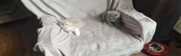 British Shorthair cats for sale: British shorthair scottish fold British longhair  - Advert 10