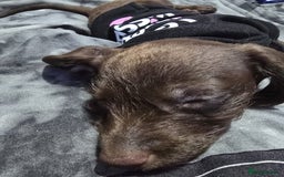 Mixed Breed dogs for sale: Three Dachshund crosses for sale - Image 2
