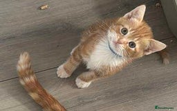 Domestic Shorthair cats for sale: Ginger kittens  - Image 2