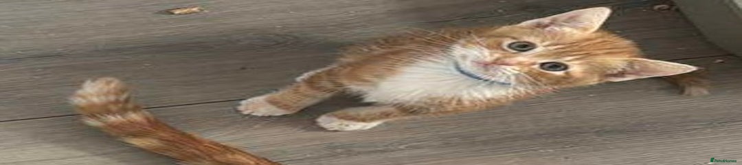 Domestic Shorthair Kitten 1