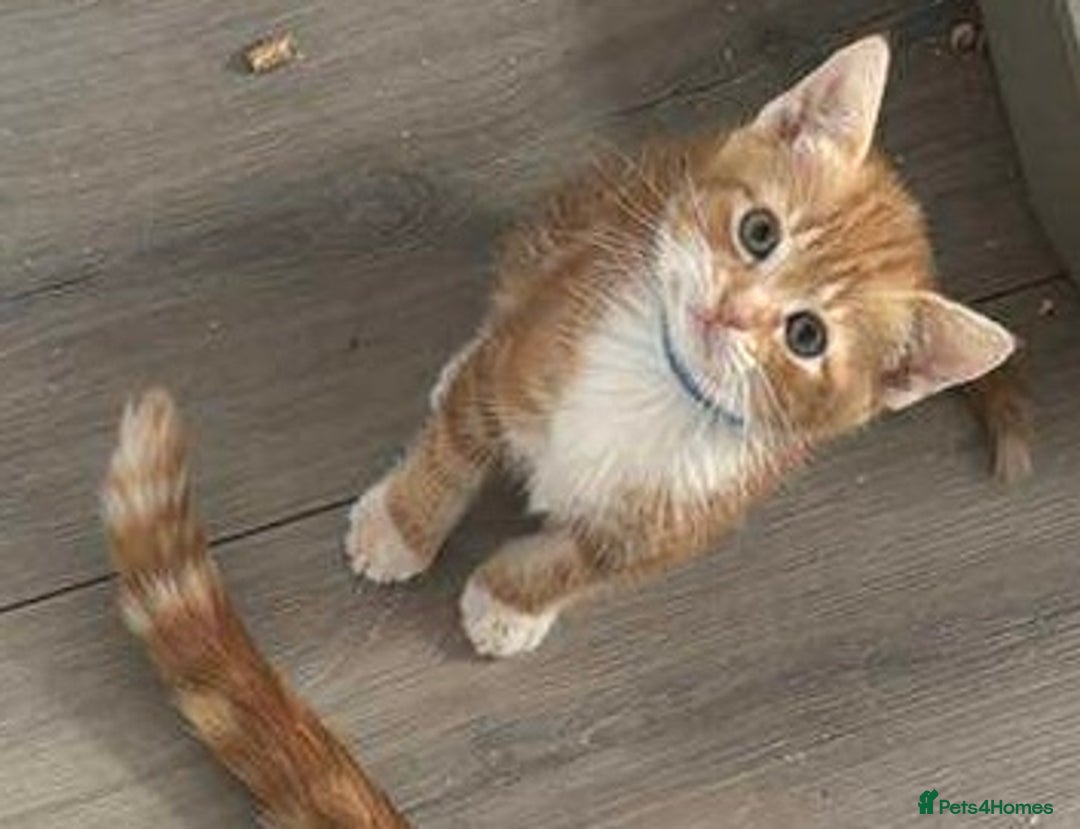 Domestic Shorthair cats for sale: Ginger kittens  - Image 2