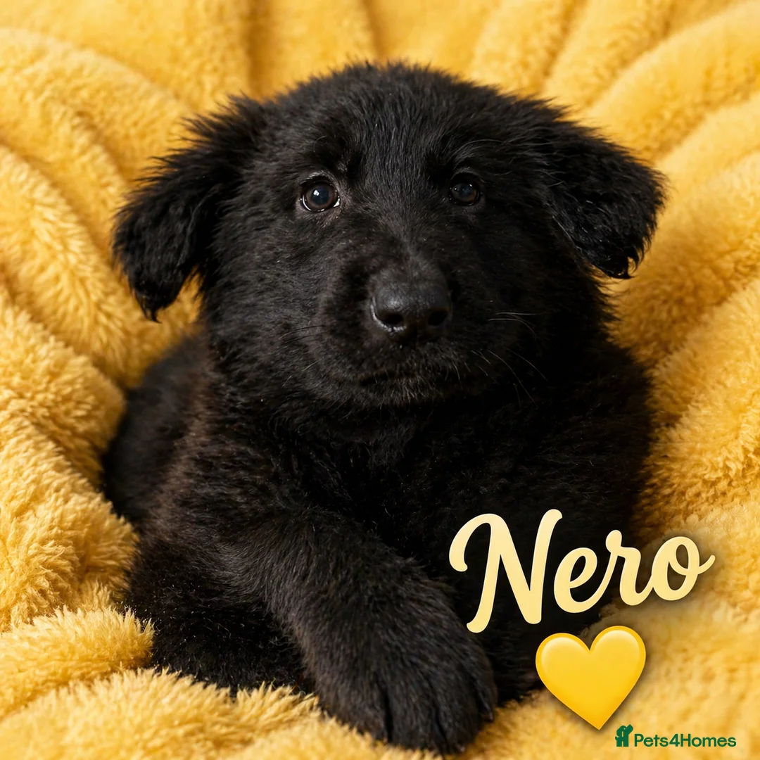 German Shepherd dogs for sale: German Shepherd Puppies - Advert 20
