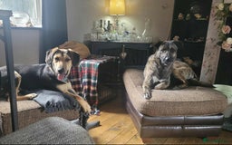 Mixed Breed dogs for adoption: Echo – 9 months old. Female, Mixed breed. - Image 5