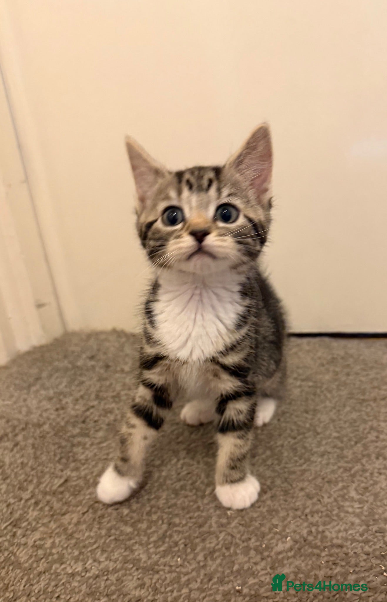 Mixed Breed cats kittens ready for new homes  - Advert 1