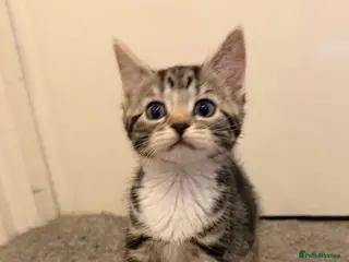 Mixed Breed cats kittens ready for new homes - Advert 1