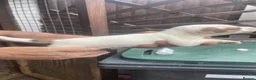 Jack Russell dogs for sale: Jack Russell puppys - Advert 6