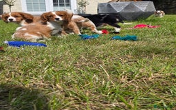 Cavalier King Charles Spaniel dogs for sale: Cavalier King Charles Puppies  - Image 9