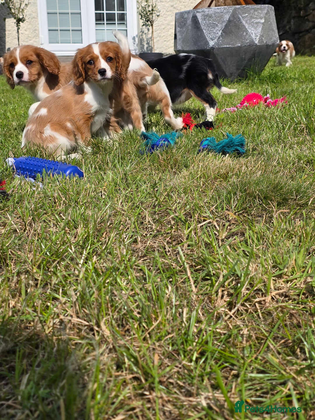 Cavalier King Charles Spaniel dogs for sale: Cavalier King Charles Puppies  - Image 9