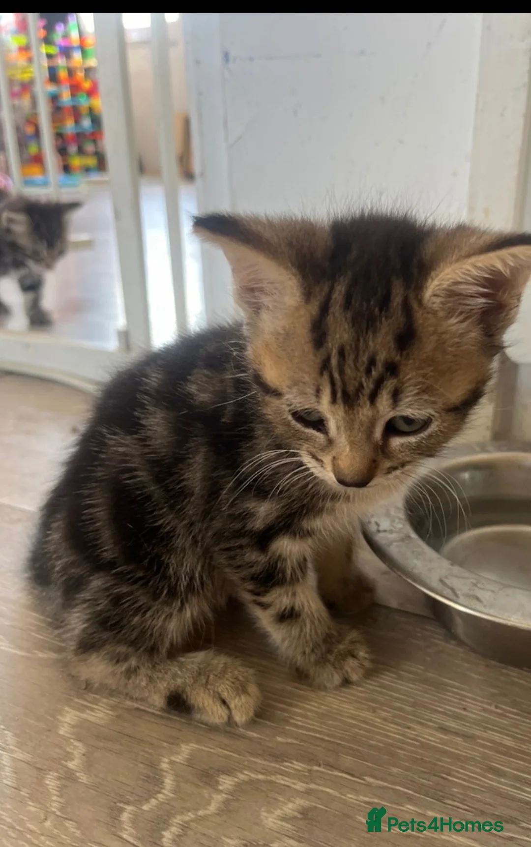 Mixed Breed cats for sale: Reduced kittens need gone asap to a loving home  - Advert 2