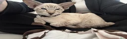 Oriental cats for sale: Oriental shorthair Female  - Advert 3