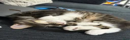 Mixed Breed cats for sale: Kittens looking for a forever home  - Advert 11