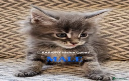 Maine Coon cats for sale: Quality Maine Coon kittens TICA registered  - Image 19