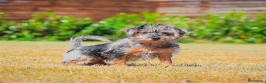 Mixed Breed 3