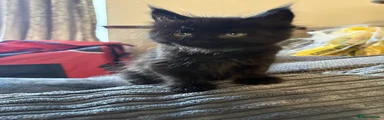 Ragcoon 2