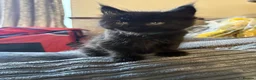 Ragcoon cats for sale: Ragcoon - Advert 5