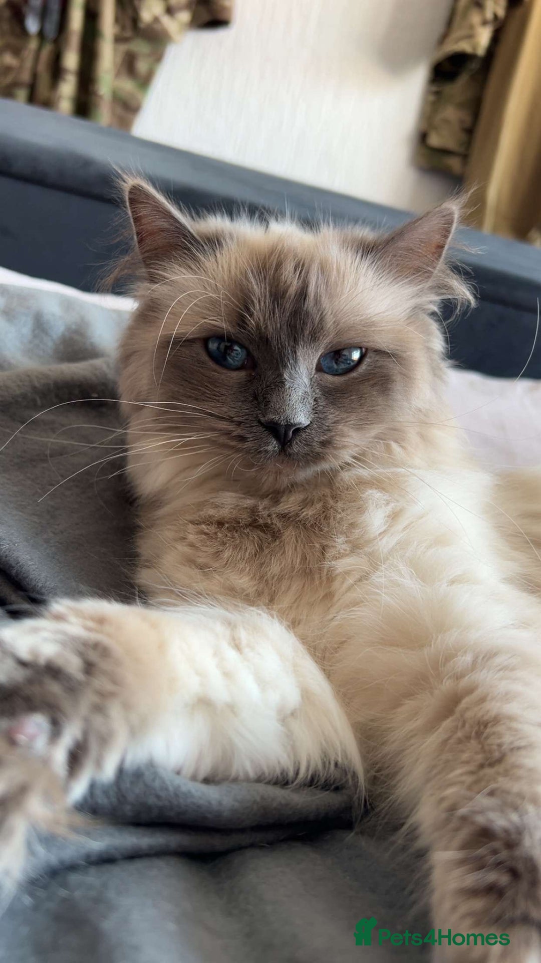 Mixed Breed cats for sale: Two Female Cats For Sale - Image 2
