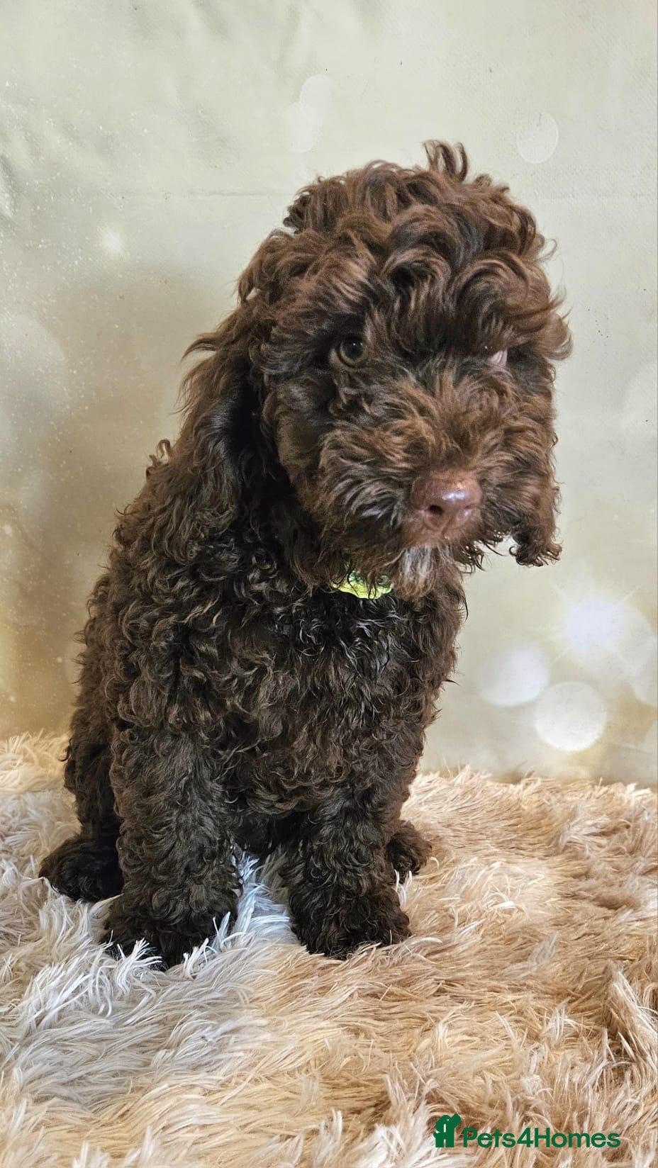Cockapoo dogs LYNJONBORNS BEAUTIFUL COCKAP00 PUPPYS - Advert 2