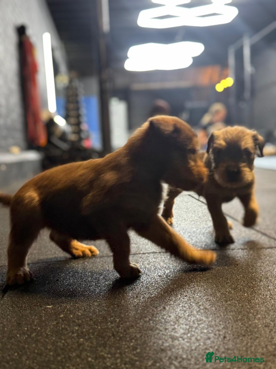 Soft Coated Wheaten Terrier dogs for sale: Traditional Irish Wheaten Terriers  - Image 10