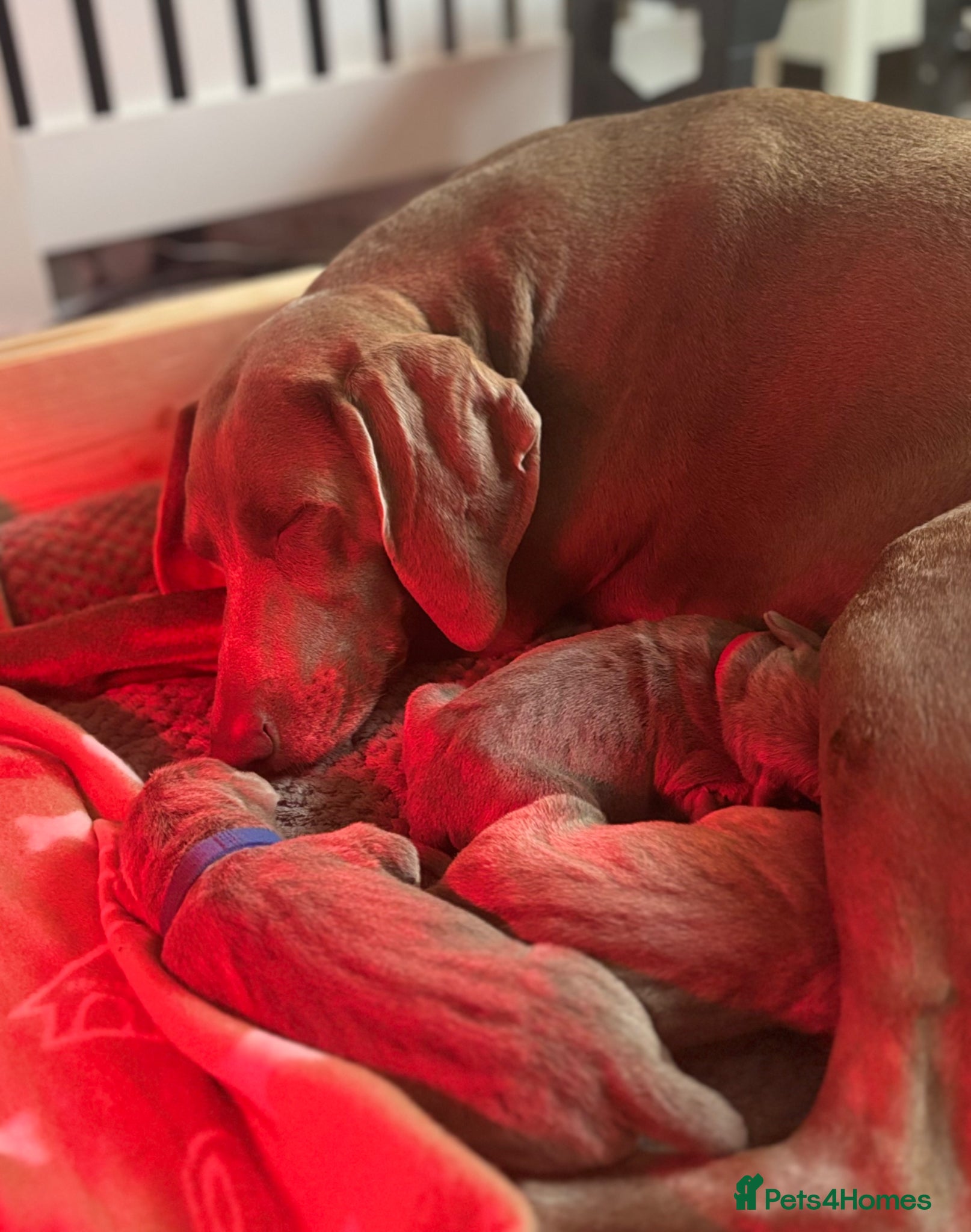 Mixed Breed dogs Amazing pups now available  - Advert 16