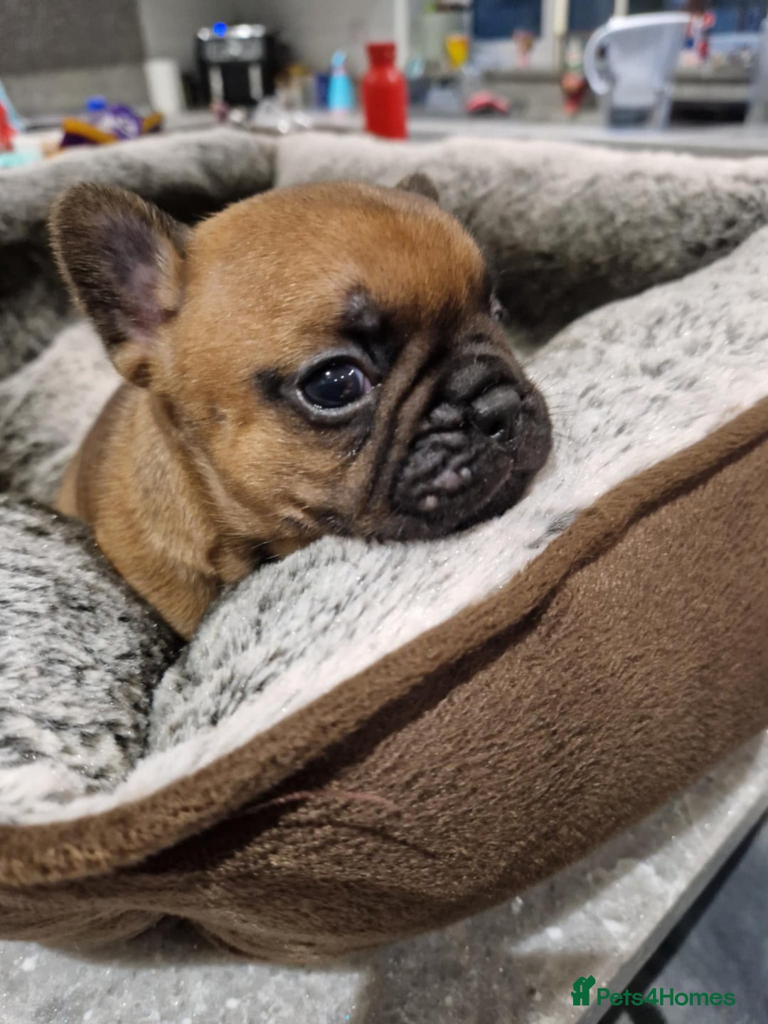 French Bulldog dogs for sale: Full pedigree French bulldog puppies  - Image 7