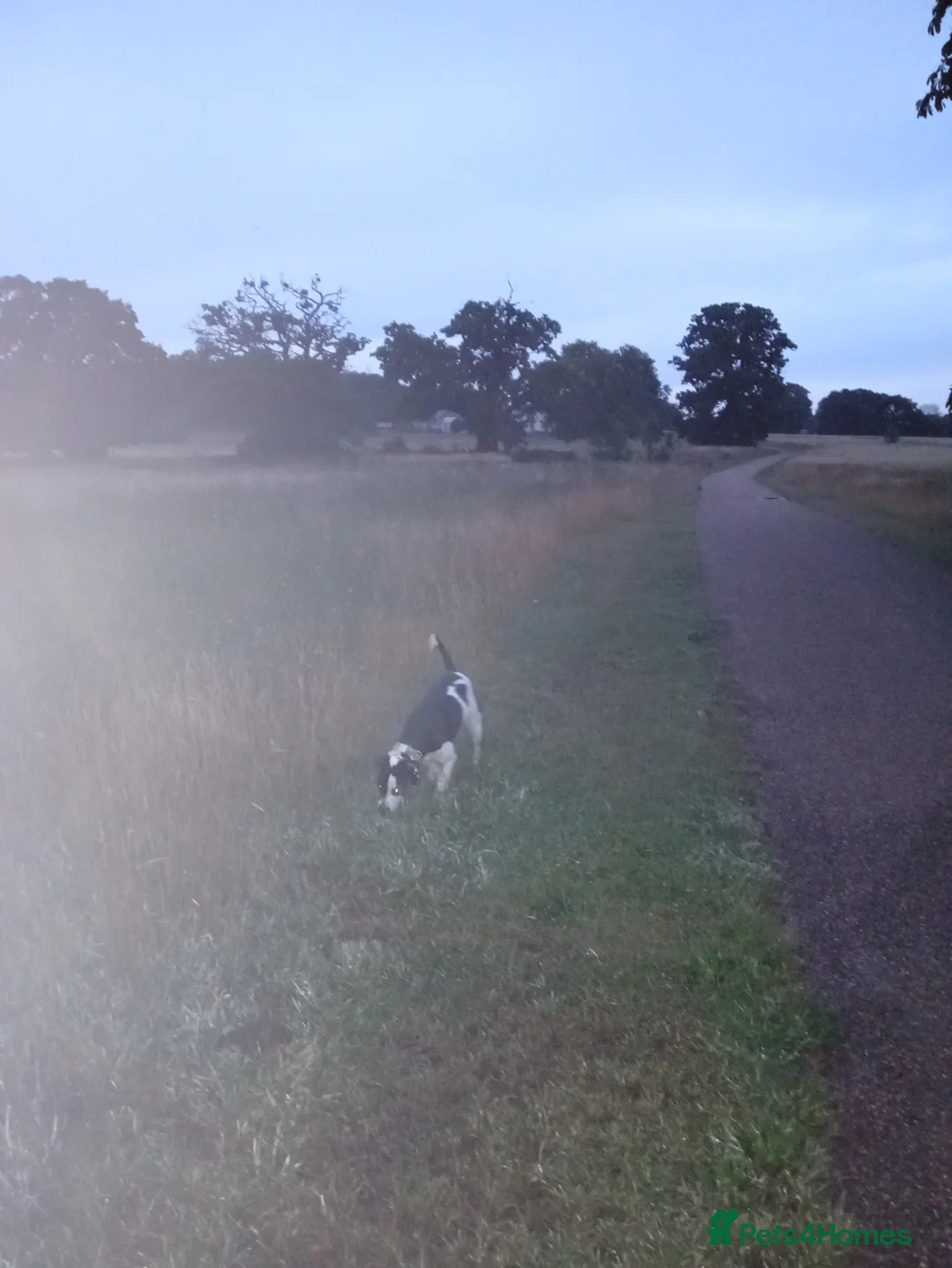 Mixed Breed dogs for sale: 'unrehomeable dog' needs a new home  - Advert 2