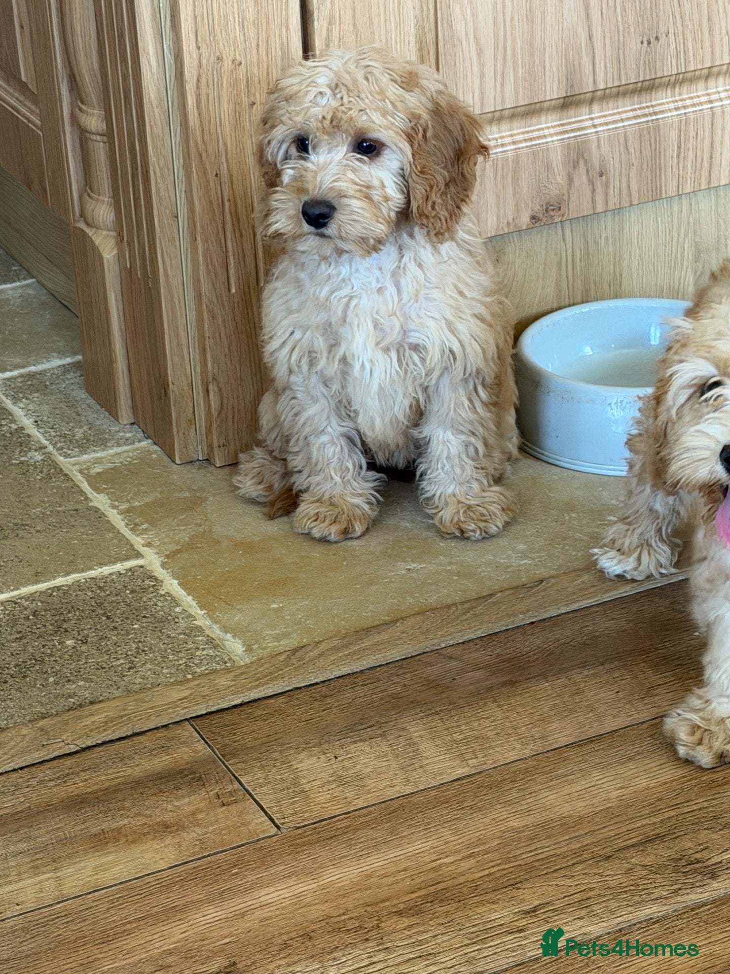 Cockapoo dogs Gorgeous F1 Cockapoo Puppies READY NOW - Advert 1