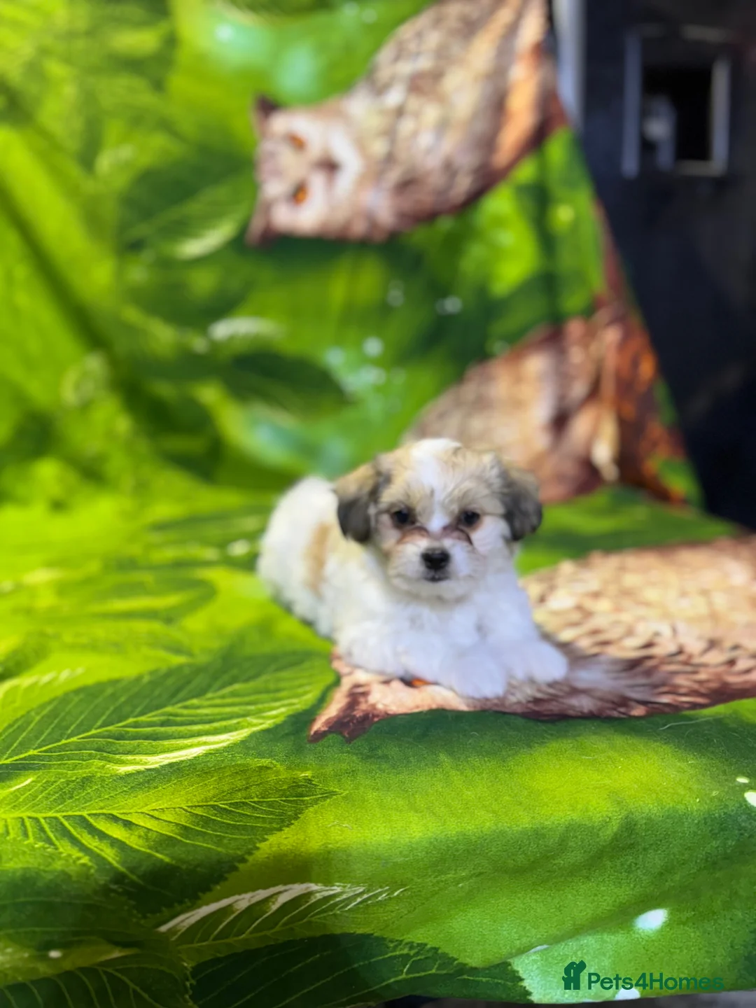 Yochon dogs for sale: Yorkshire terrier mix with Bichon Frise - Advert 1