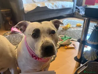 Mixed Breed dogs 10 month old puppies - Advert 4