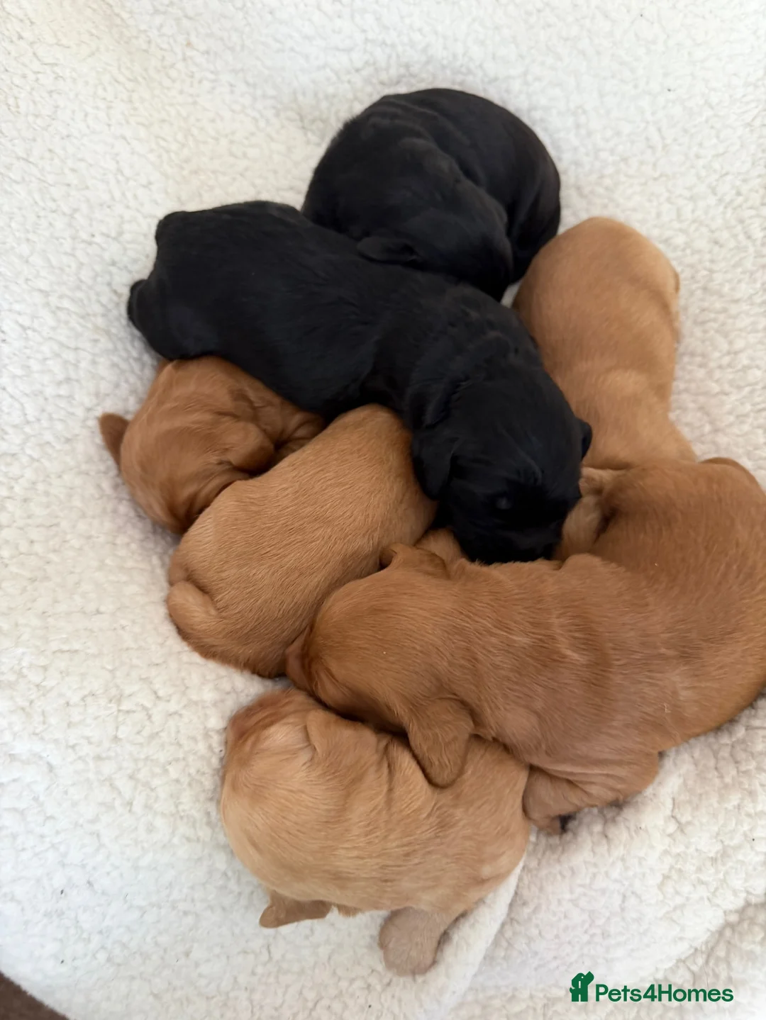 Mixed Breed dogs for sale: Beautiful double doodle puppies in Tredegar - Advert 2