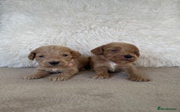 Cockapoo dogs for sale:  f1 cockapoos waiting list open now taking deposit - Image 9