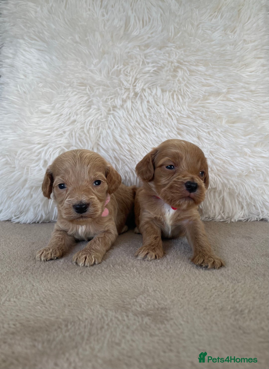 Cockapoo dogs for sale:  f1 cockapoos waiting list open now taking deposit - Image 9