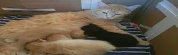 Mixed Breed cats for sale: Ginger babies for rehoming  in Peterborough - Advert 4
