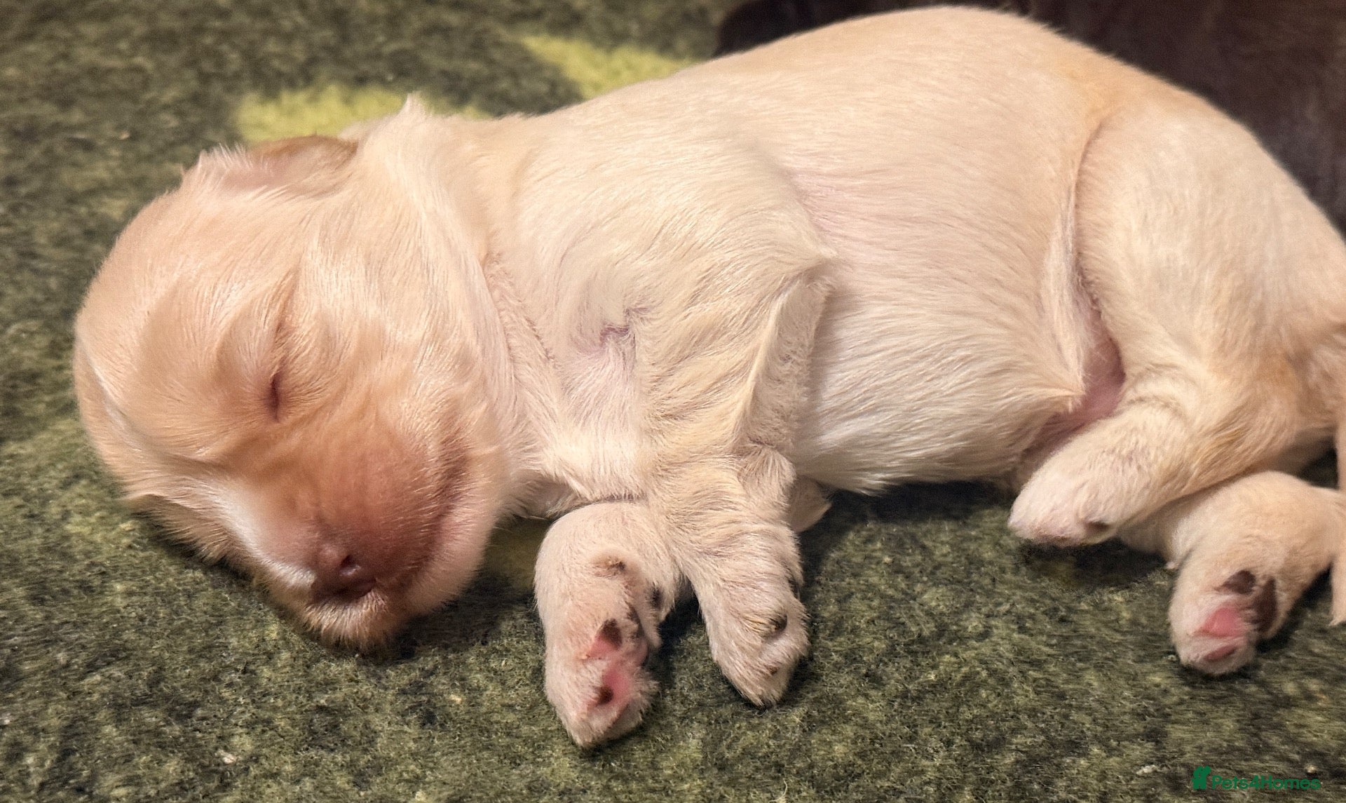 Australian Labradoodle dogs     🐾 Adorable Australian Labradoodle Puppies  - Advert 1