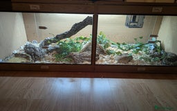 Boa Snake reptiles for sale: Hog Island Boa and vivarium - Image 4