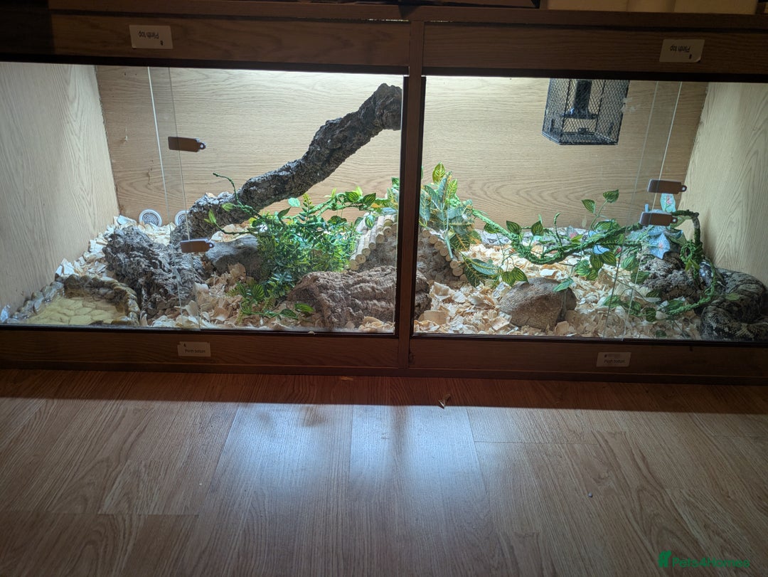 Boa Snake reptiles for sale: Hog Island Boa and vivarium - Image 4