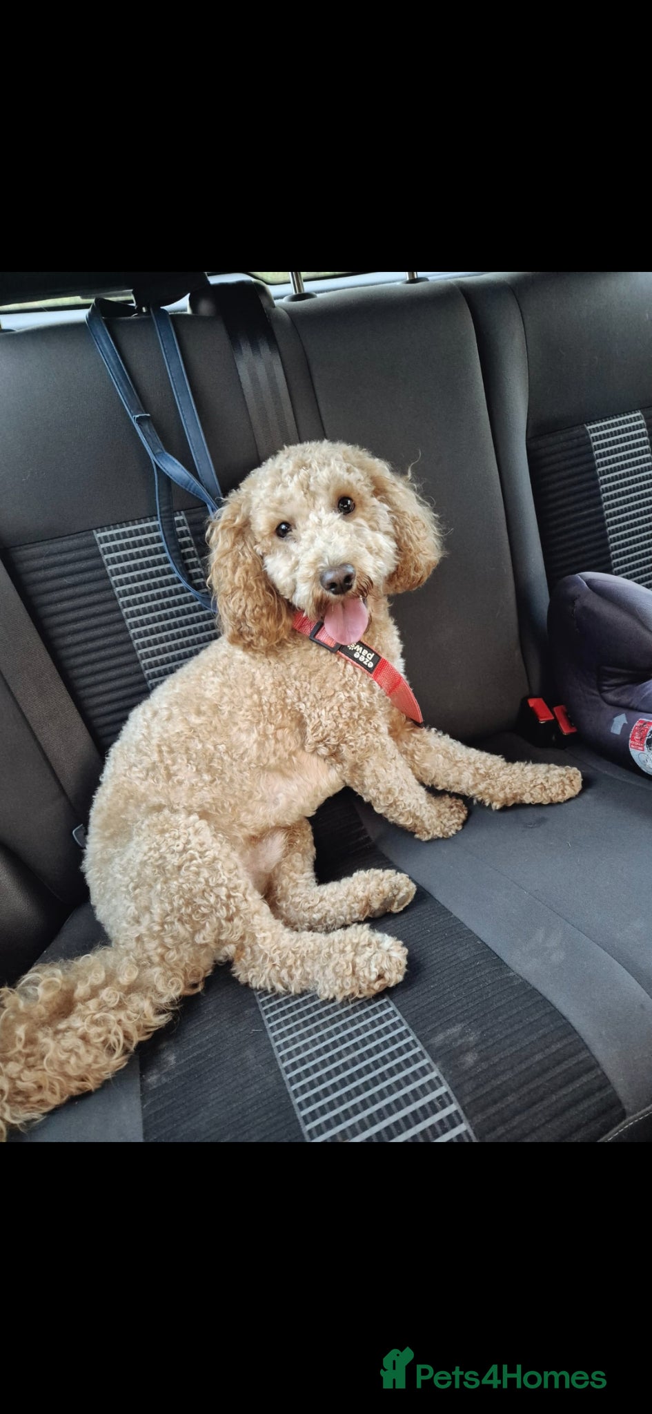 Mixed Breed dogs Bo!! 15 month old male cockapoo - Advert 4