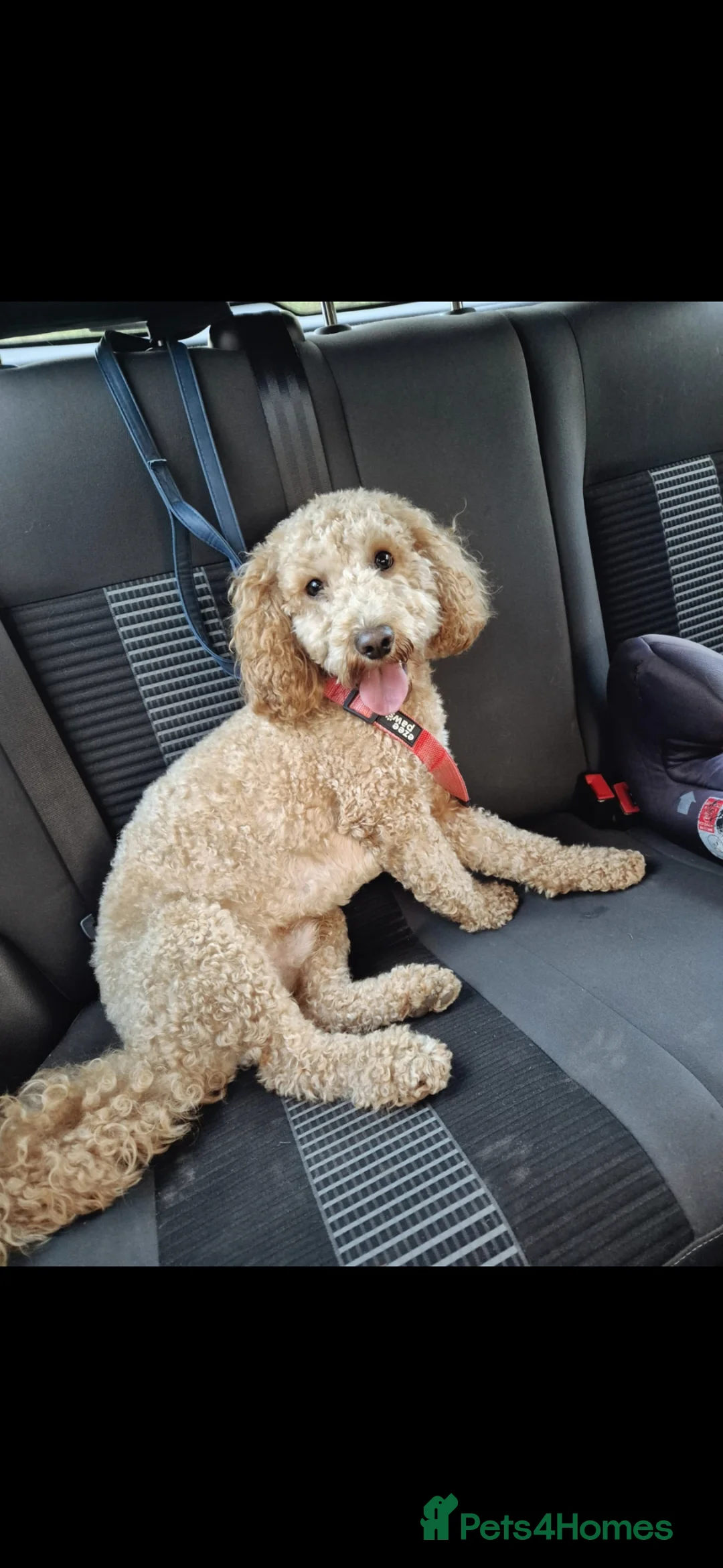 Mixed Breed dogs for sale: Bo!! 15 month old male cockapoo in Nottingham - Advert 1