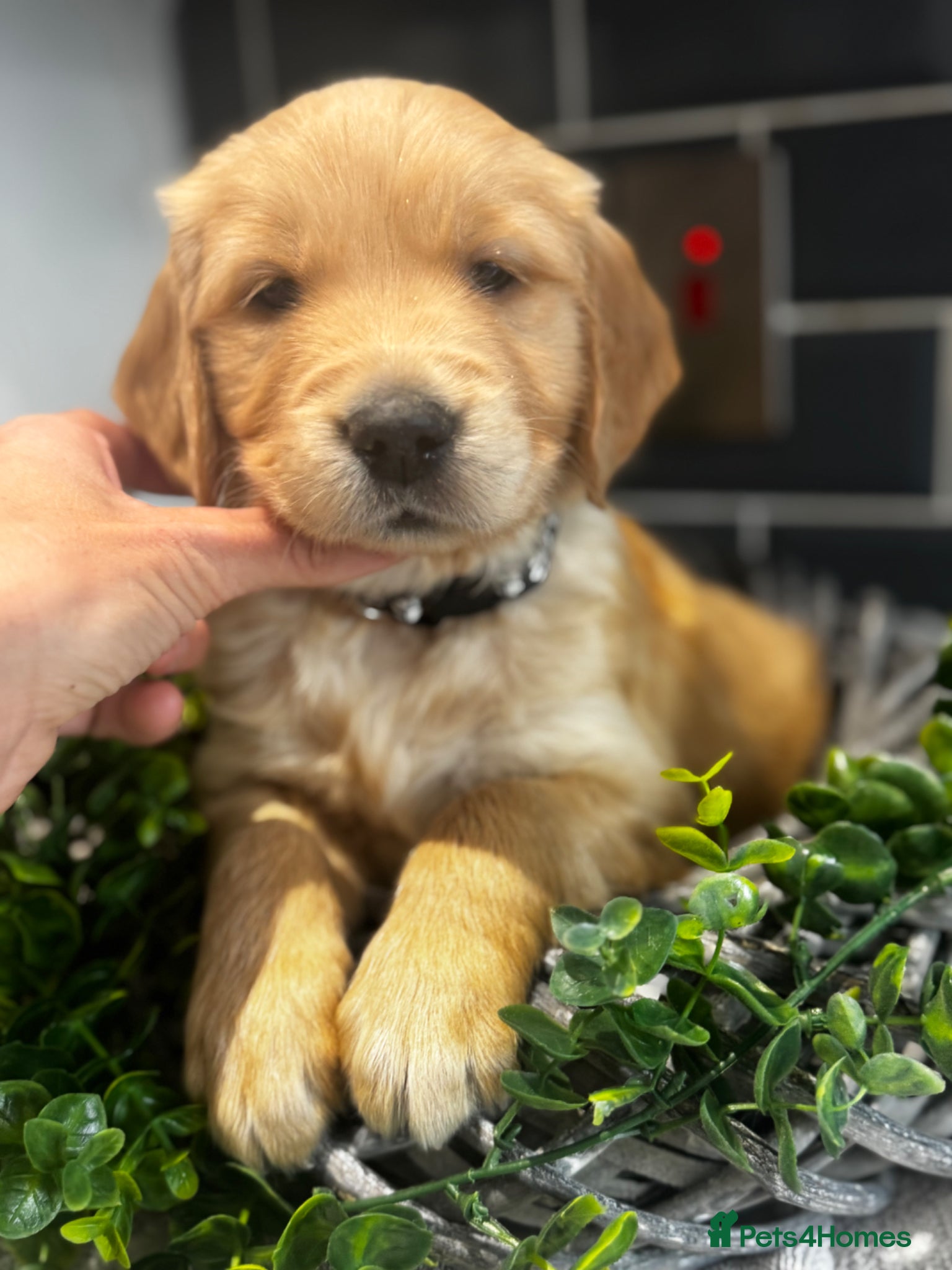 Golden Retriever dogs 8 exceptional Golden Retriever  - Advert 2