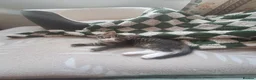 Mixed Breed cats for sale: Gorgeous kittens for sale - Advert 13