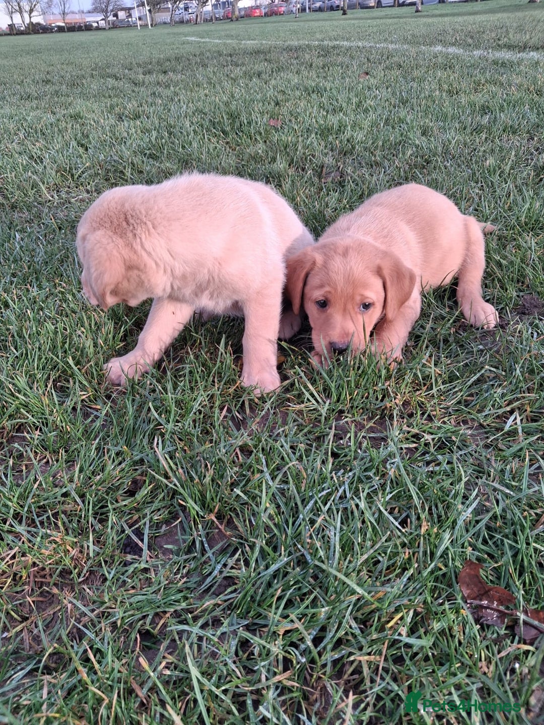 Labrador Retriever dogs for sale: Labrador puppies  - Advert 5