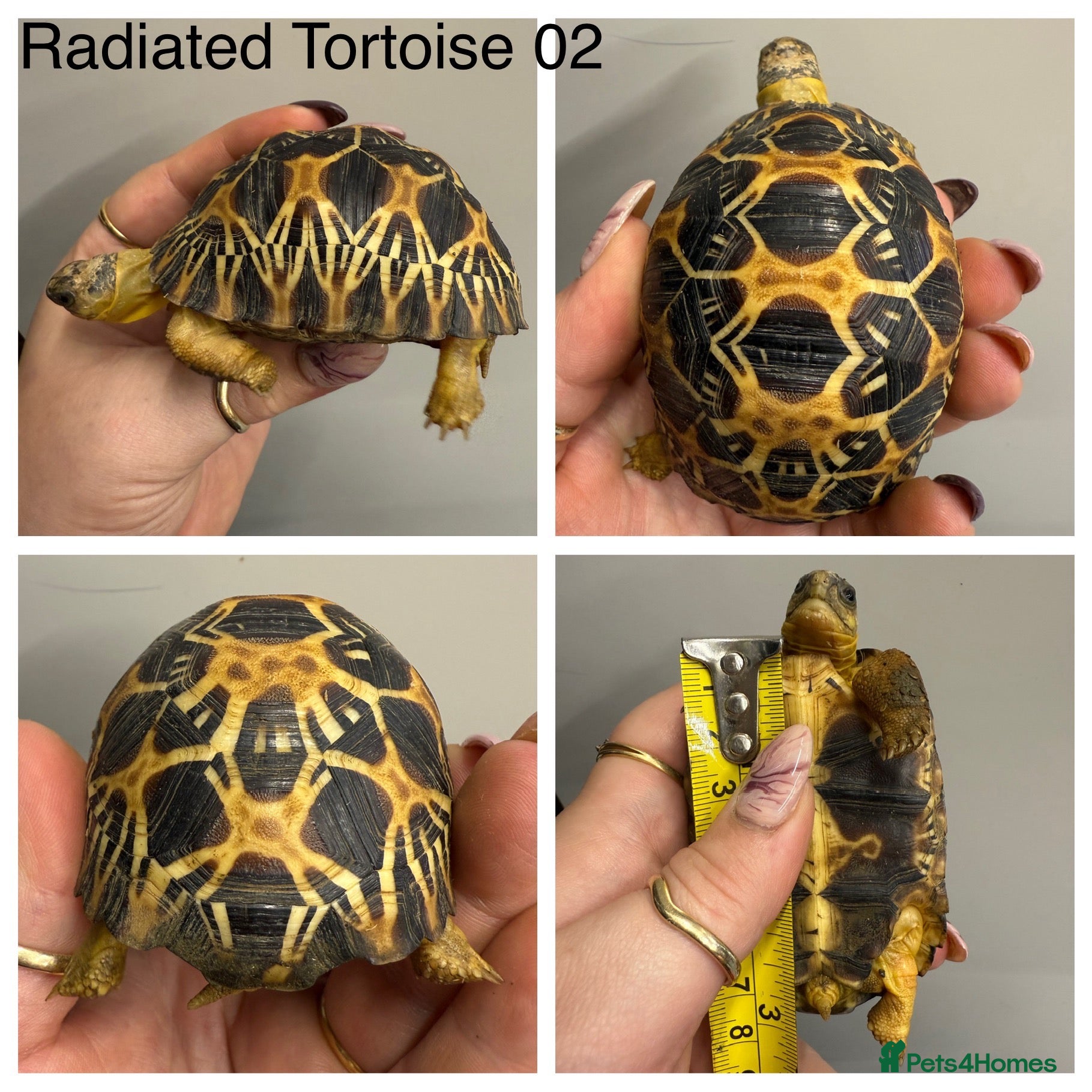 Tortoise reptiles Radiated tortoises At Urban Exotics - Advert 2