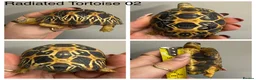 Tortoise reptiles for sale: Radiated tortoises At Urban Exotics - Advert 1