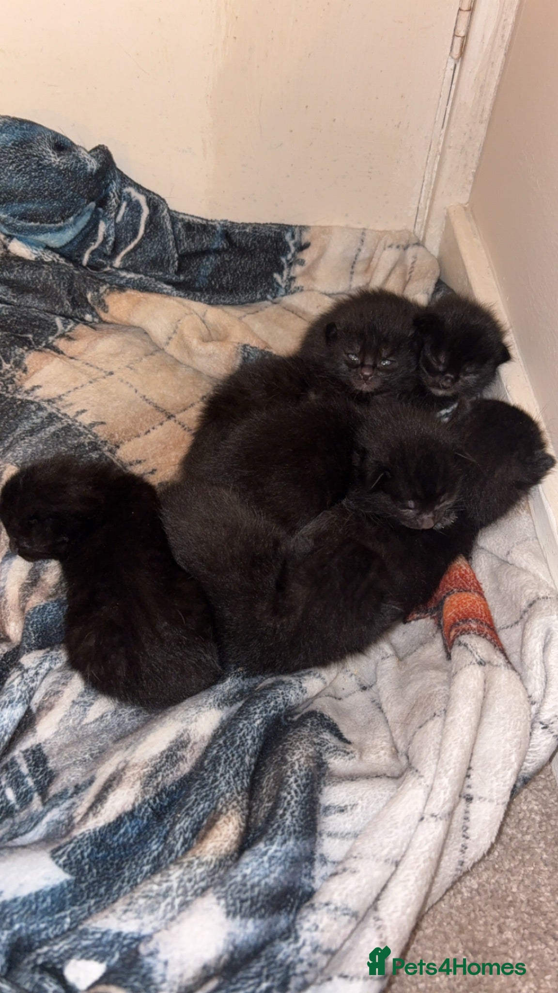 Domestic Shorthair cats Black velvet kittens  - Advert 2